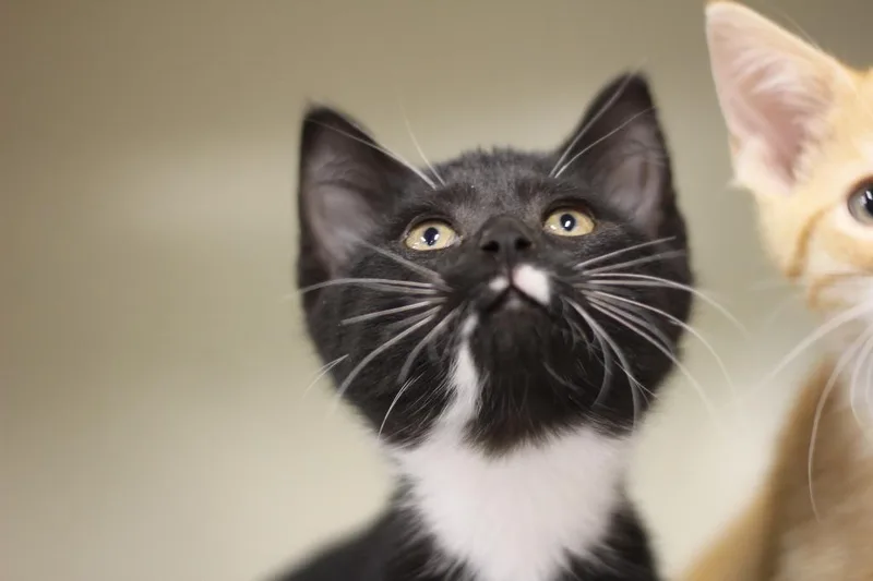 A baby small-sized female Domestic Short Hair cat named Mars for adoption in Rockford, IL