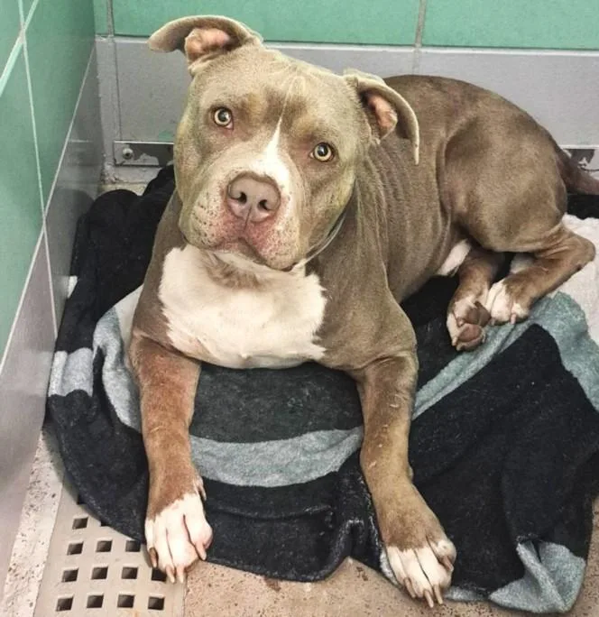 An adult large-sized male American Bulldog dog named Clover for adoption in Houston, TX