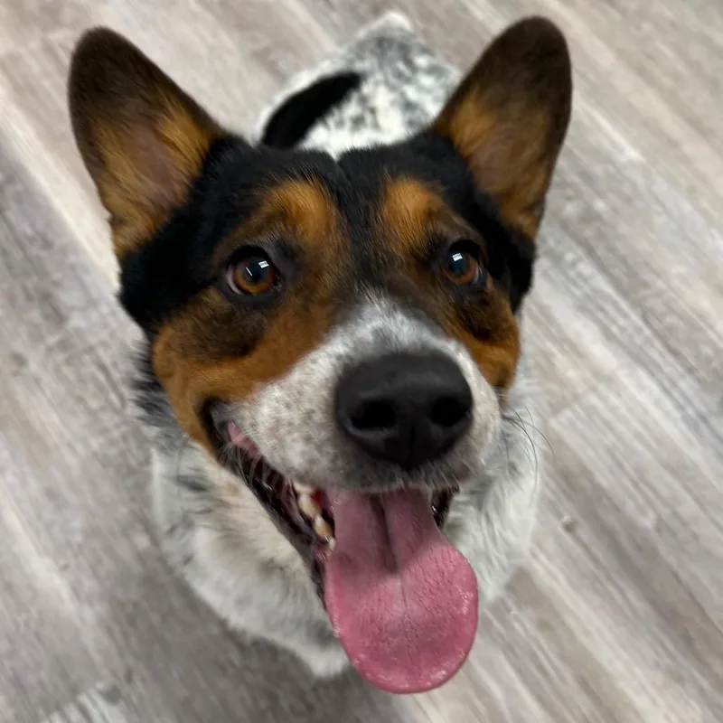 An adult medium-sized male Apricot / Beige Corgi dog named Lucky for adoption in Muncie, IN