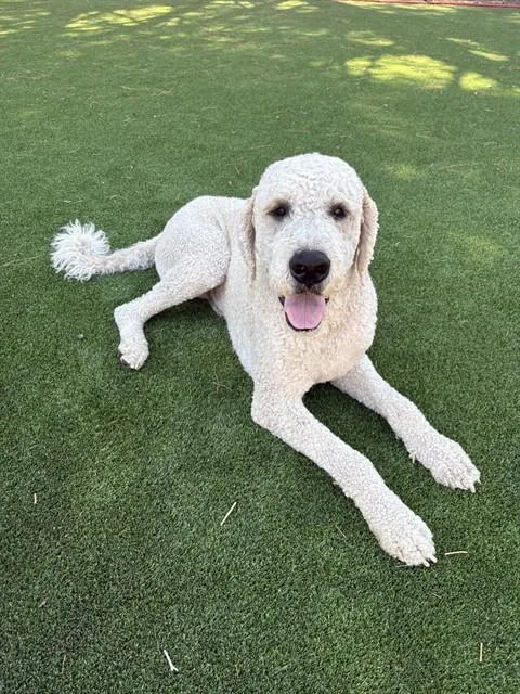 A young extra large-sized male Saint Bernard dog named Ringo for adoption in Castaic, CA