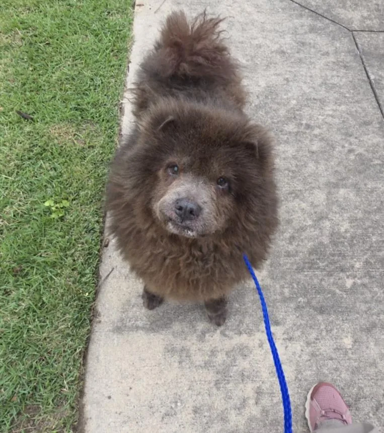 An adult medium-sized female Chow Chow dog named Osita for adoption in Houston, TX