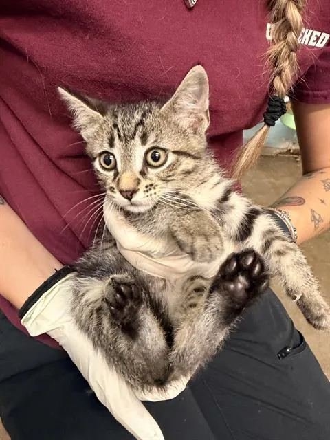 A baby small-sized male Domestic Short Hair cat named Inumaki for adoption in Fort Walton Beach, FL