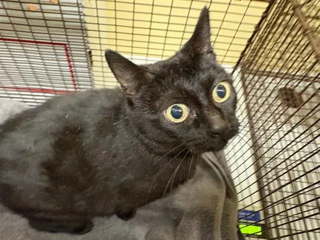 An adult small-sized female Domestic Short Hair cat named Liberty for adoption in Tustin, CA