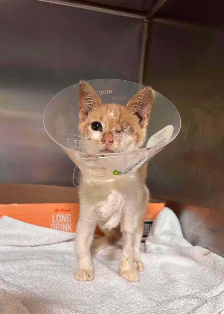 A baby small-sized male Domestic Short Hair cat named Werthers for adoption in Statesboro, GA