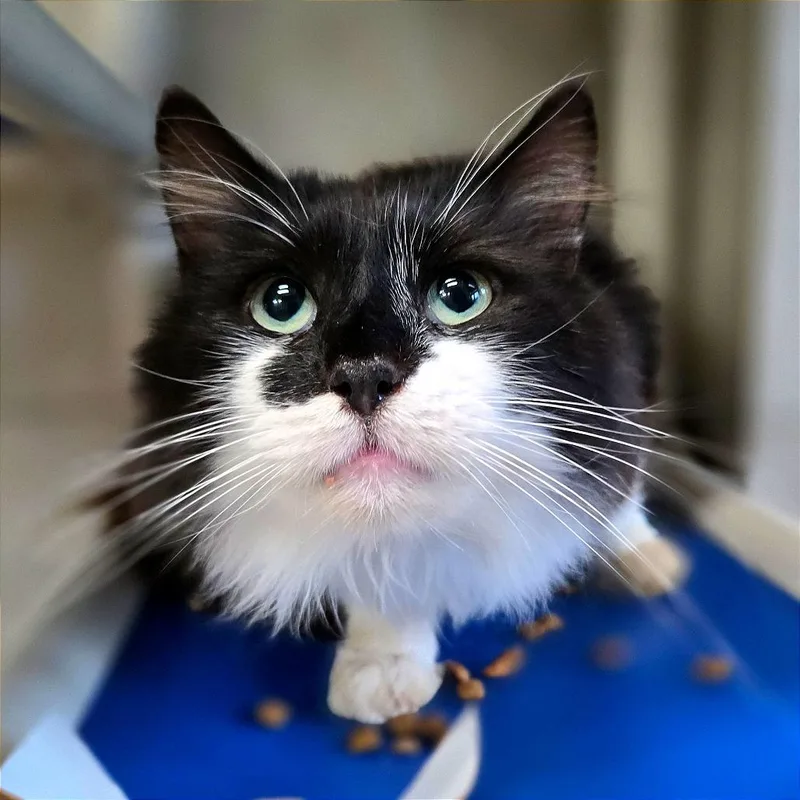 An adult large-sized male Black Domestic Short Hair cat named Sylvester for adoption in Chattanooga, TN