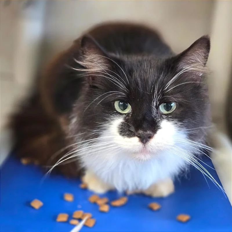 Sylvester thumbnail 2