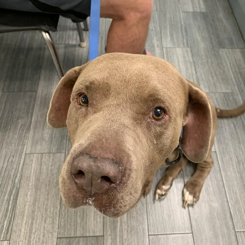 An adult large-sized male Brown / Chocolate Mixed Breed dog named Clifford for adoption in Jacksonville, FL