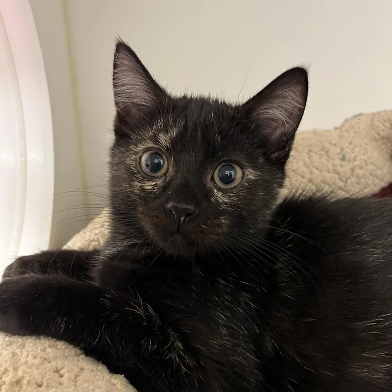 A baby small-sized female Black Domestic Short Hair cat named Jetta for adoption in West Palm Beach, FL