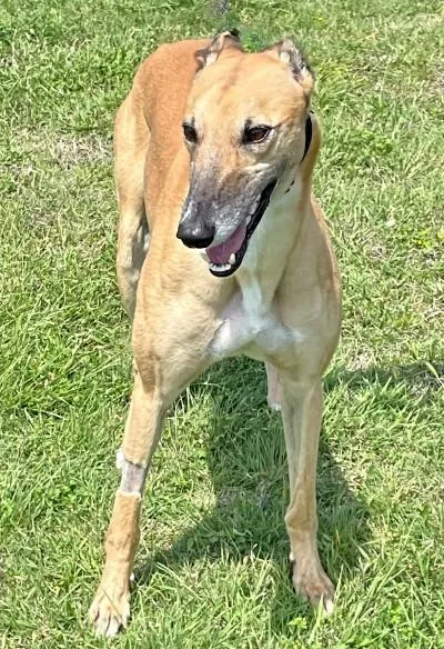 An adult large-sized male Red / Chestnut / Orange Greyhound dog named Nacho for adoption in Dallas, TX