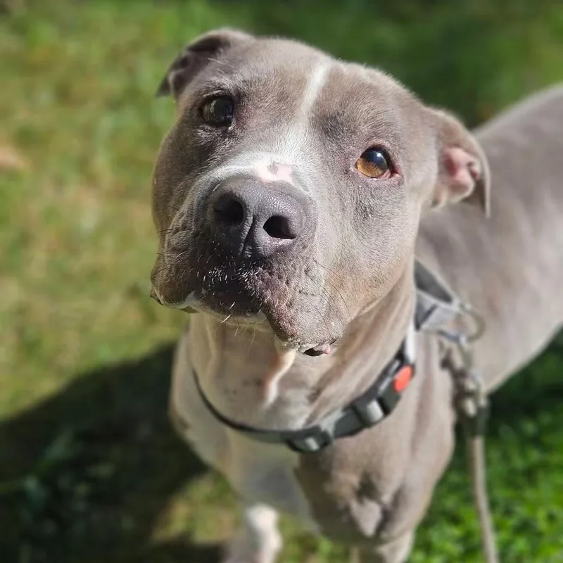 An adult large-sized male Gray / Blue / Silver Mixed Breed dog named Bubby for adoption in Syracuse, NY
