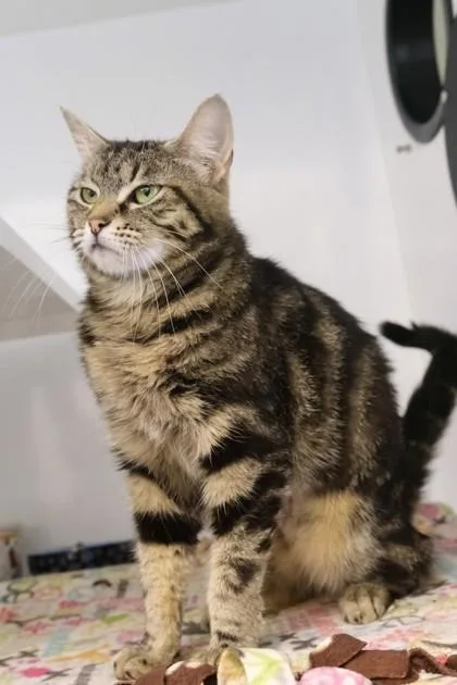An adult small-sized female Domestic Short Hair cat named Yan Yan for adoption in Roseville, CA