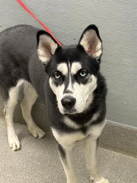 An adult large-sized female Siberian Husky dog named Amelia for adoption in Las Vegas, NV