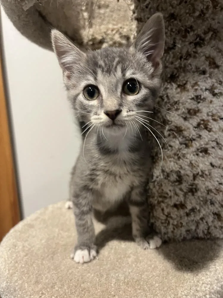 A baby small-sized female Gray & White Domestic Short Hair cat named Shimmer for adoption in Emerald Isle, NC