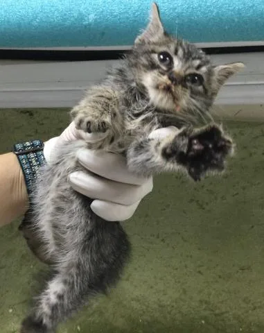 A baby small-sized male Domestic Short Hair cat named Shrimp for adoption in Riverside, CA