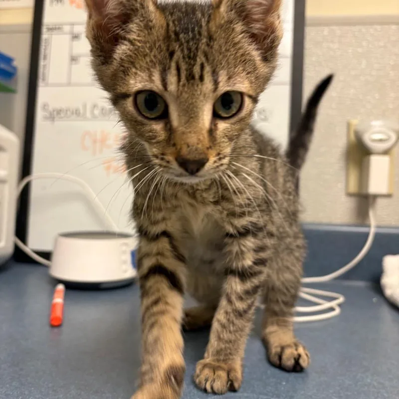 A baby small-sized male Gray / Blue / Silver Domestic Short Hair cat named O'kelly for adoption in Morrisville, VT