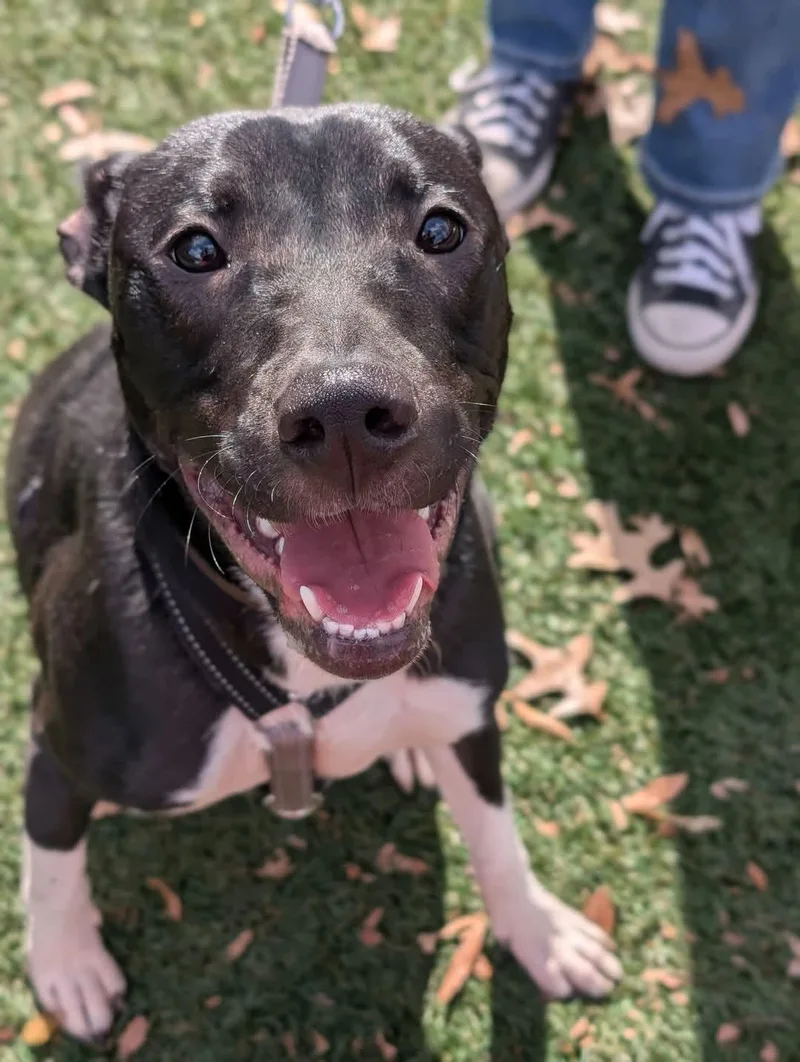 Neriah  Louisiana Litter