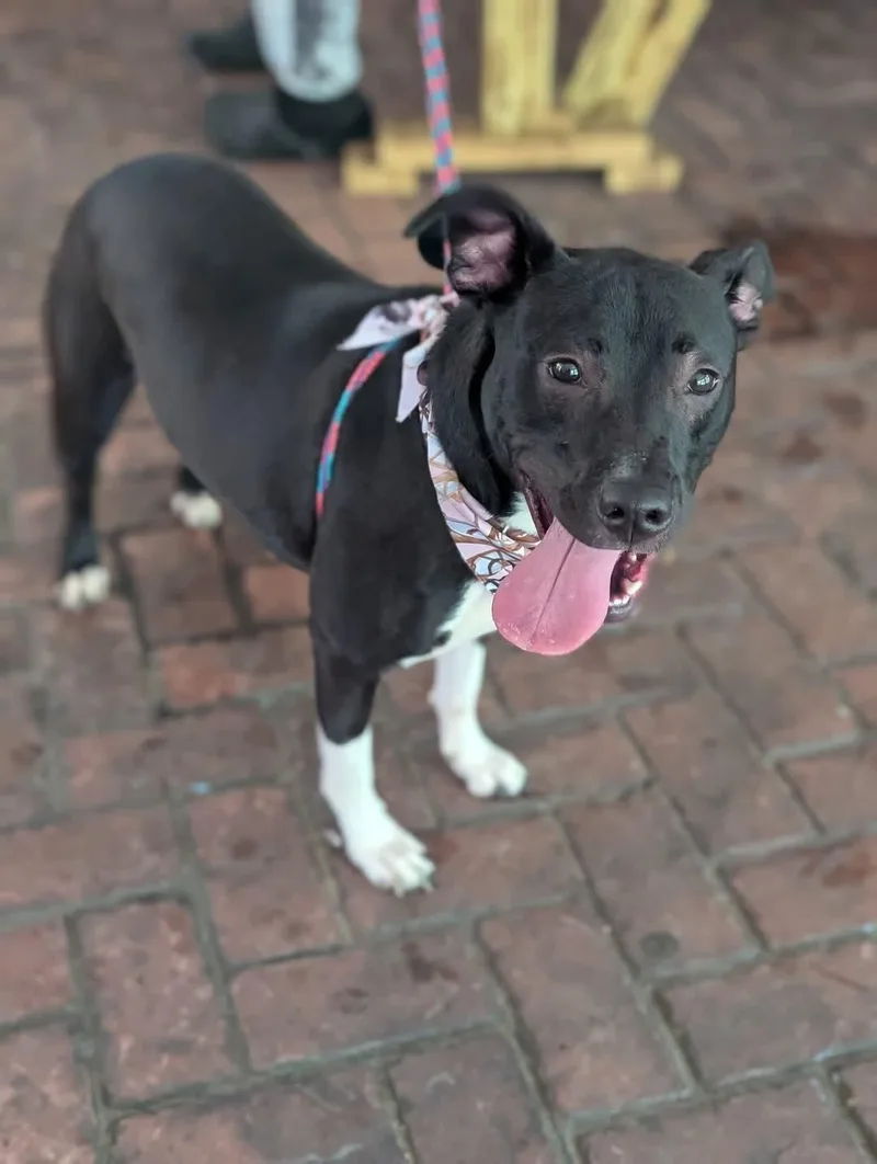 Neriah  Louisiana Litter thumbnail 2