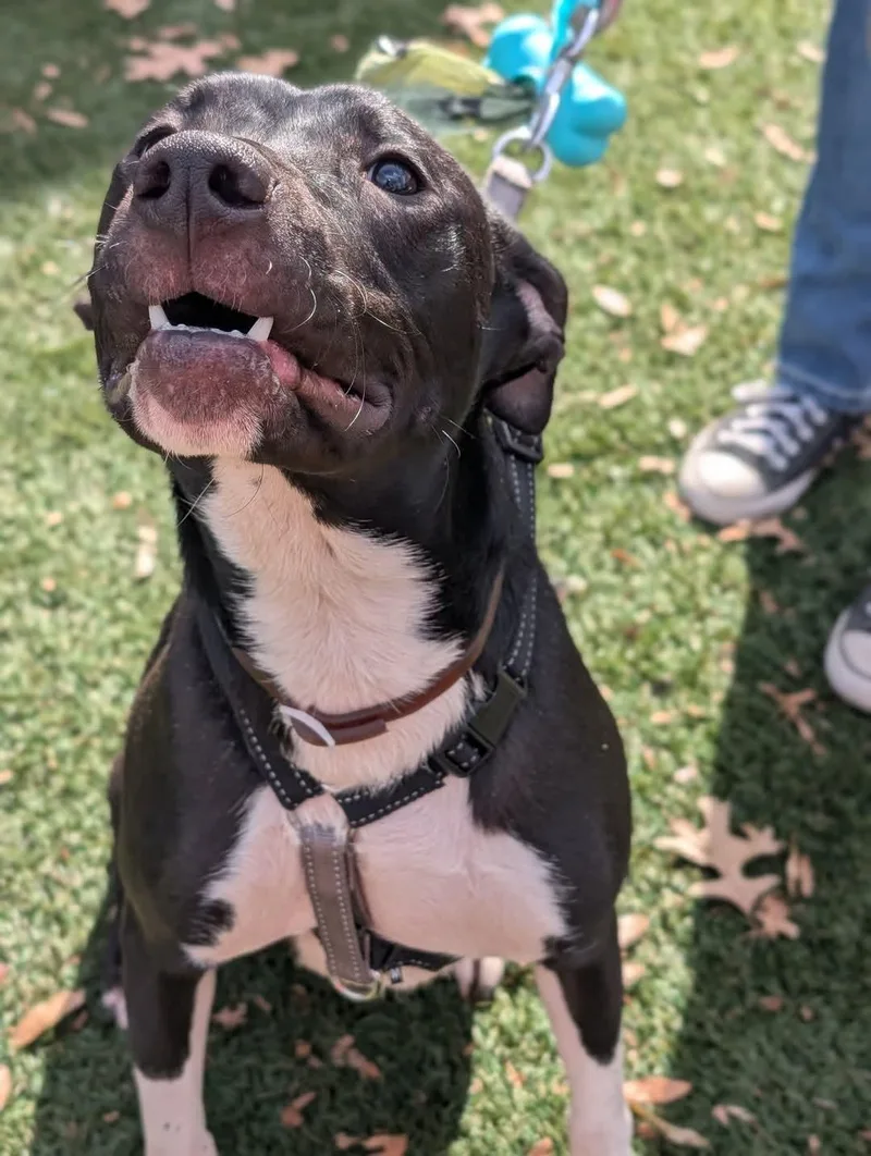 Neriah  Louisiana Litter thumbnail 3