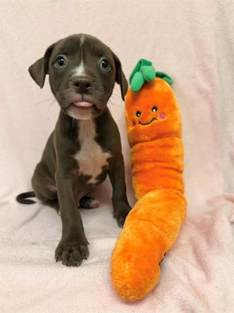 A baby small-sized male Boxer dog named Aang for adoption in Castaic, CA