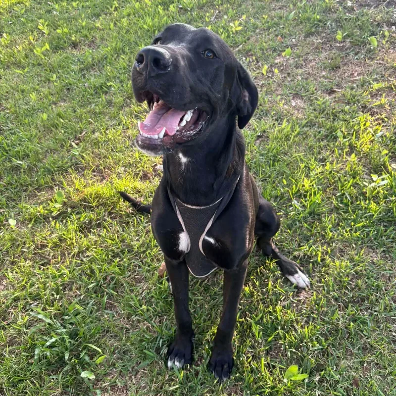 Ruger  Gentle  thumbnail 2