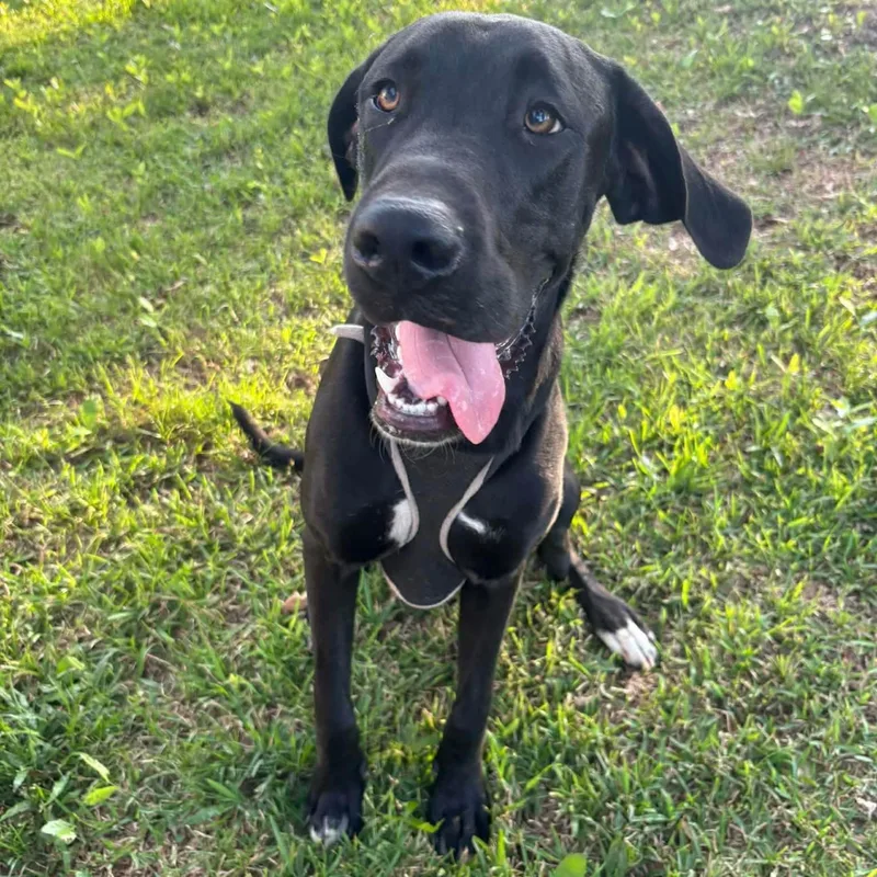 Ruger  Gentle  thumbnail 4