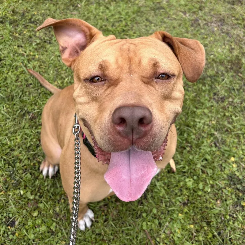 An adult large-sized female Apricot / Beige Mixed Breed dog named Candy for adoption in Sarasota, FL
