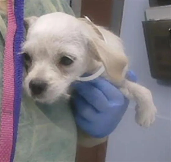 A baby small-sized female Cairn Terrier dog named Salt for adoption in Phoenix, AZ