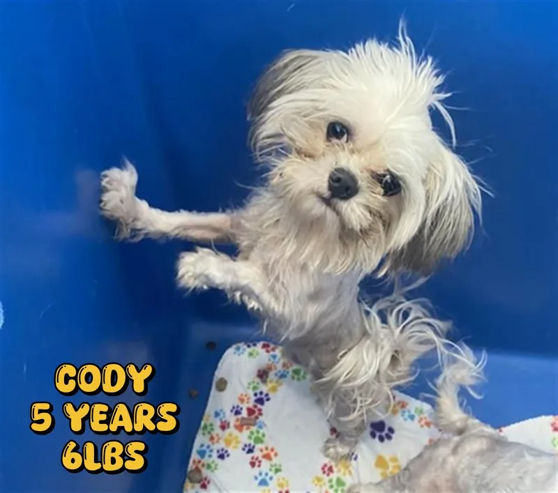An adult small-sized male Terrier dog named Cody for adoption in Holbrook, NY