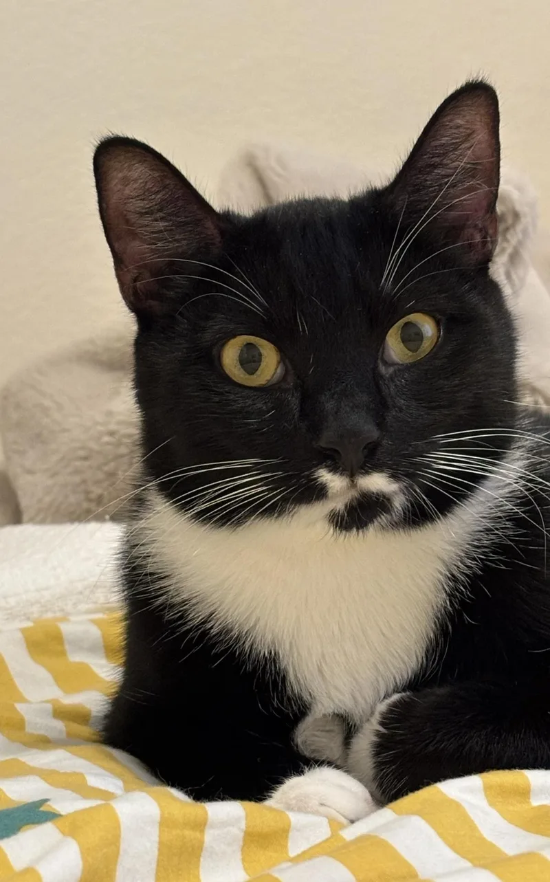 A young medium-sized male Domestic Short Hair cat named Richie for adoption in Lincoln, CA
