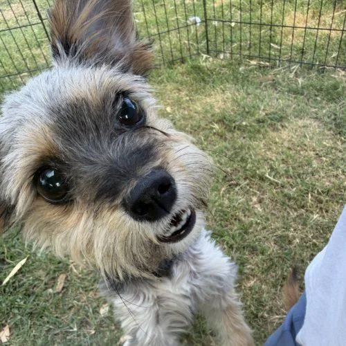 A young small-sized female Gray / Blue / Silver Yorkshire Terrier dog named Guava for adoption in Visalia, CA