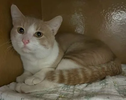 An adult small-sized male Domestic Short Hair cat named Pumpkin for adoption in Phoenix, AZ