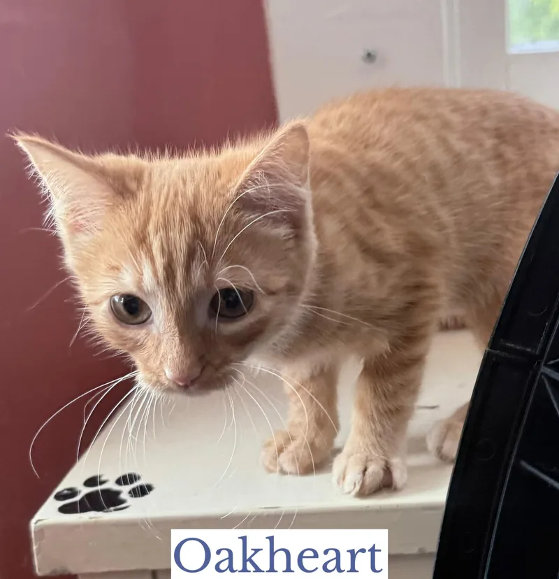 Oakheart thumbnail 2