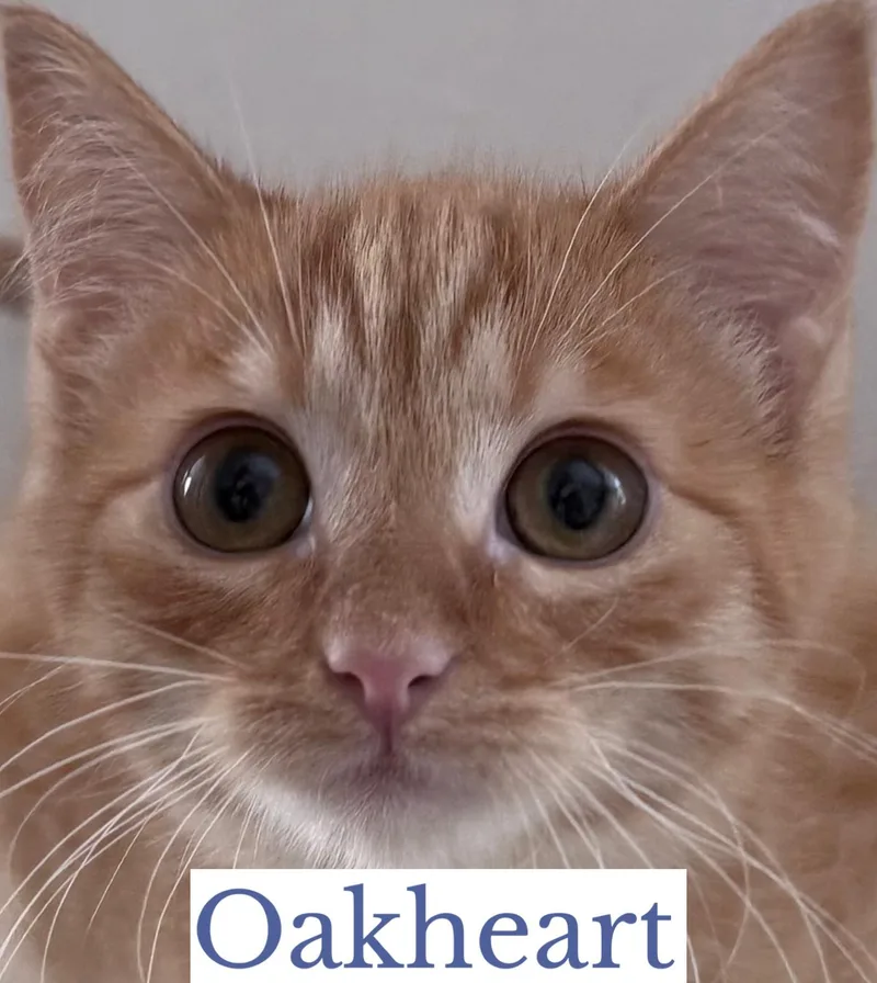 Oakheart thumbnail 4