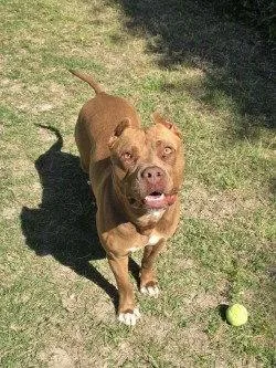 An adult large-sized female Pit Bull Terrier dog named Da  Ginger for adoption in Glen Allen, VA