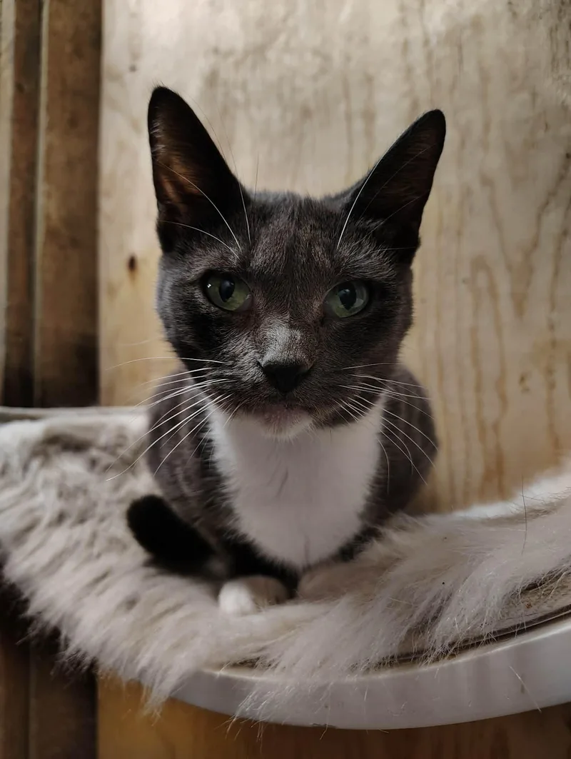A young small-sized female Gray & White Domestic Short Hair cat named Hazel for adoption in Oakville, WA