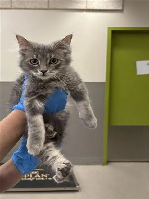 A baby small-sized female Domestic Short Hair cat named Nayru for adoption in Las Vegas, NV