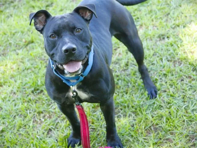 An adult medium-sized female American Staffordshire Terrier dog named Misty for adoption in Tallahassee, FL