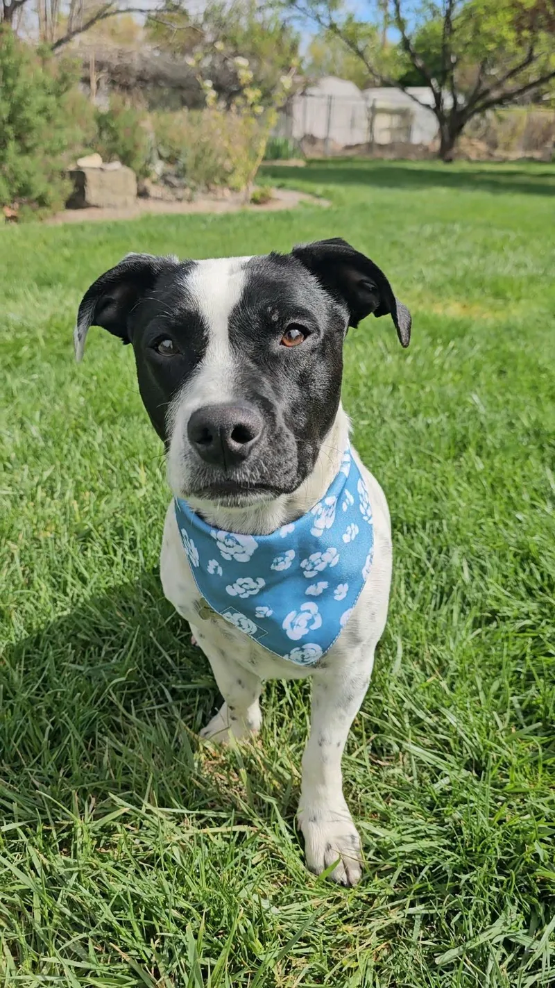 An adult medium-sized male Pointer dog named Mr Wilson for adoption in Twin Falls, ID