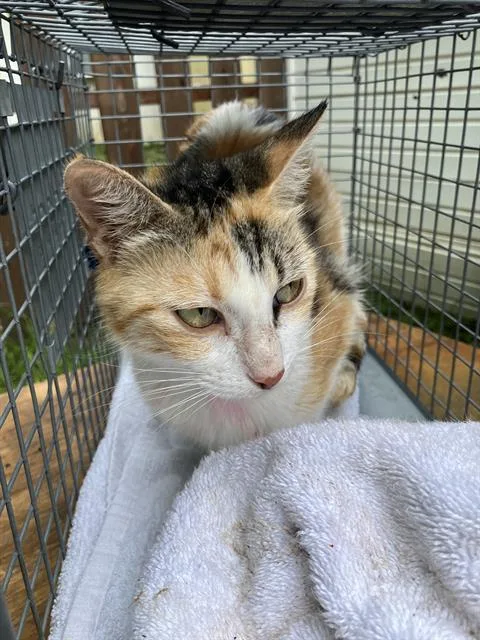 A young large-sized female Domestic Short Hair cat named Lauren for adoption in Dallas, TX