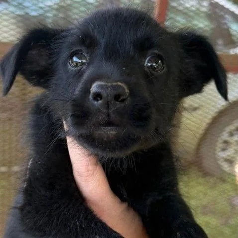 A baby small-sized male Black Mixed Breed dog named Apollo for adoption in Allentown, PA
