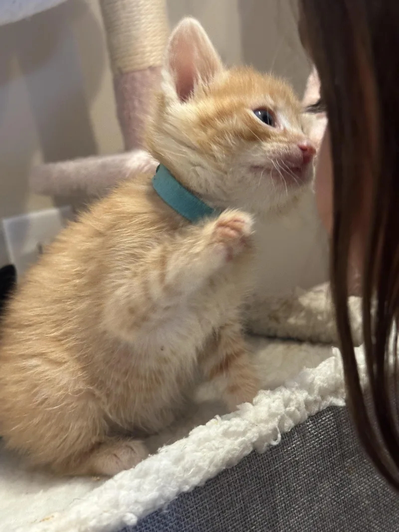 A baby medium-sized male Orange / Red Domestic Short Hair cat named Splat for adoption in Fruit Heights, UT