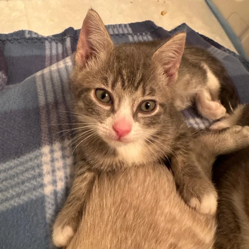 A baby small-sized male Gray / Blue / Silver Domestic Short Hair cat named Sour Cream for adoption in Lauderhill, FL