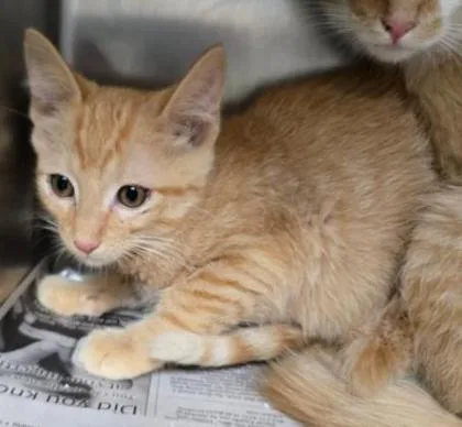 A young medium-sized male Orange / Red Domestic Short Hair cat named Cedar for adoption in Sullivan, IN