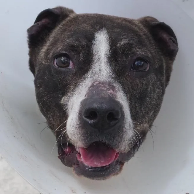 A senior medium-sized female Brindle Terrier dog named Libby for adoption in Miami, FL