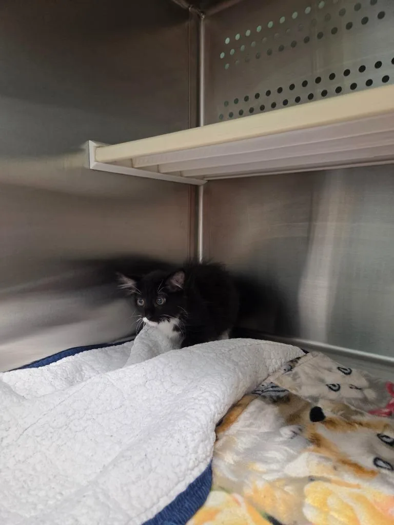 A baby small-sized female Domestic Long Hair cat named Spice for adoption in Athens, TN