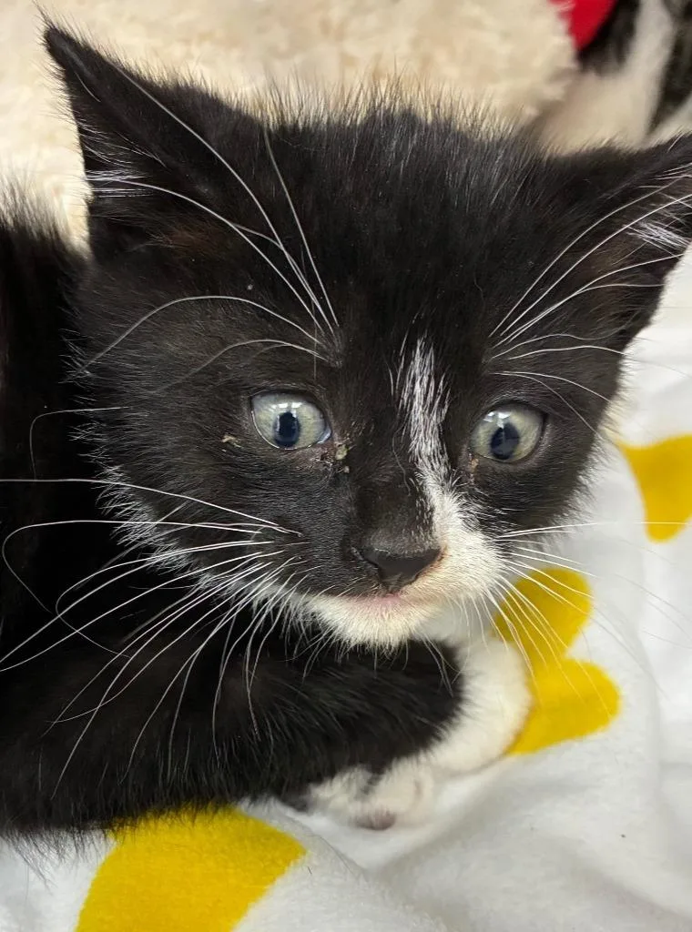 A baby small-sized male Domestic Short Hair cat named Dreamworks for adoption in Hartsville, SC