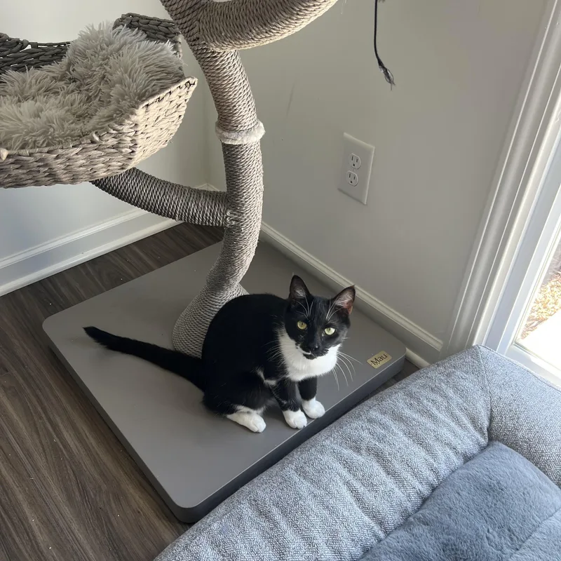 A young medium-sized male Domestic Short Hair cat named Sprout And Betsy for adoption in Charlotte, NC