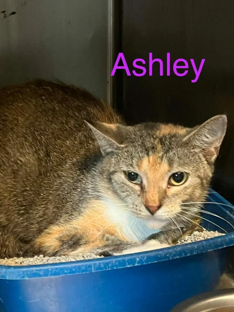 A young medium-sized female Domestic Short Hair cat named Ashley for adoption in Princeton, IN