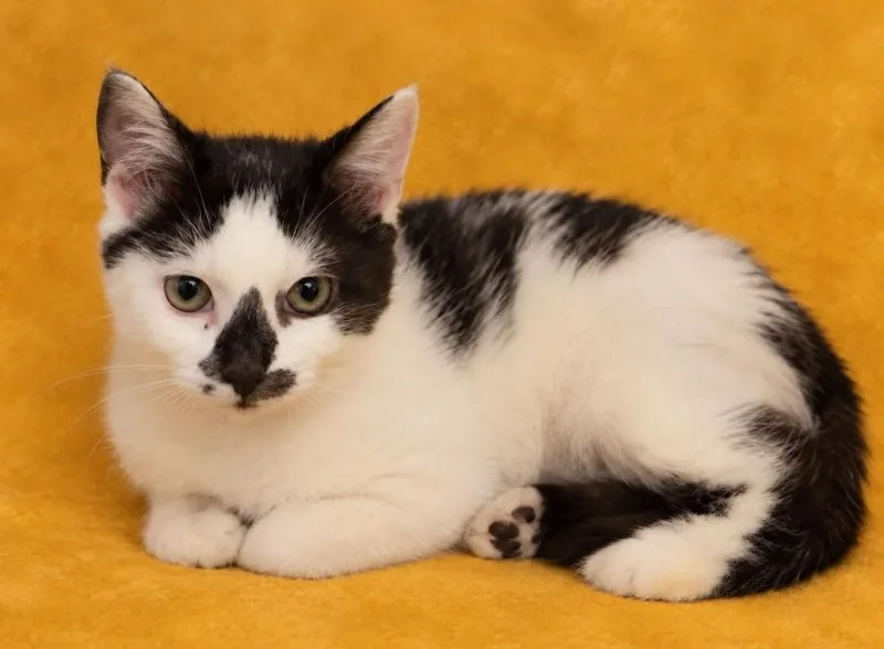 A baby small-sized female Domestic Short Hair cat named Twiggy for adoption in Columbia, TN