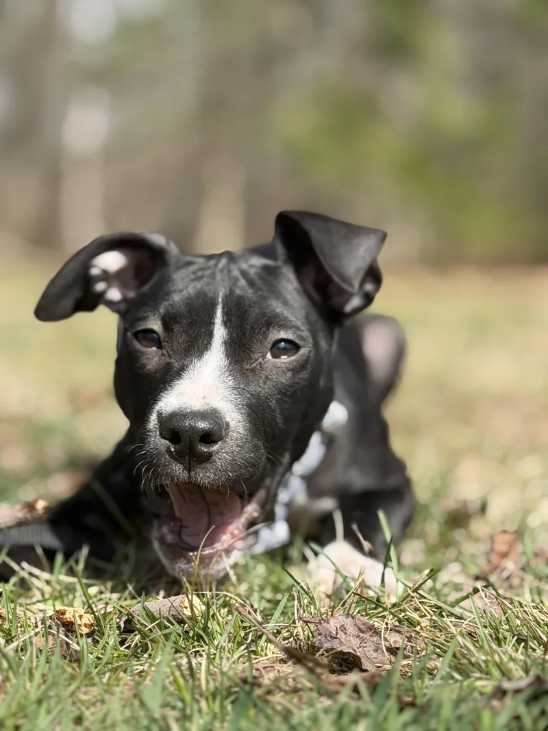 A baby medium-sized female Black Pit Bull Terrier dog named Pippa for adoption in Nutting Lake, MA